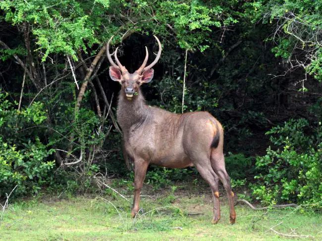 Sambar Deer at Wilpattu National Park