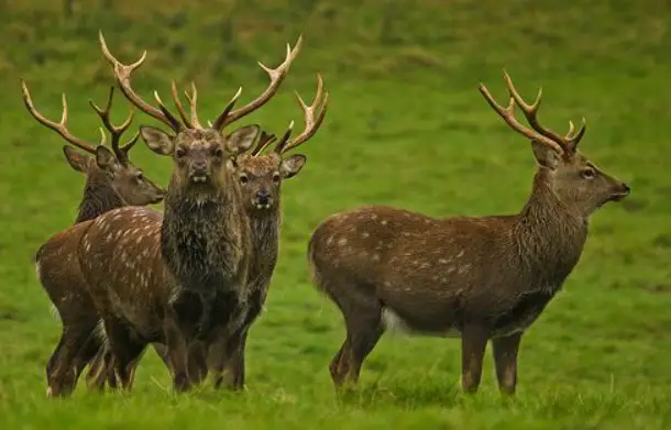 Sika deer