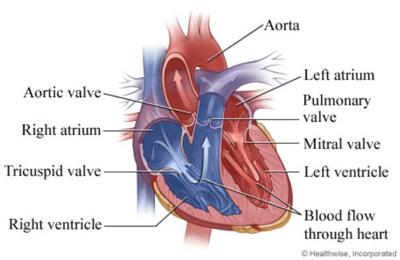 Structure Of A Cow Heart