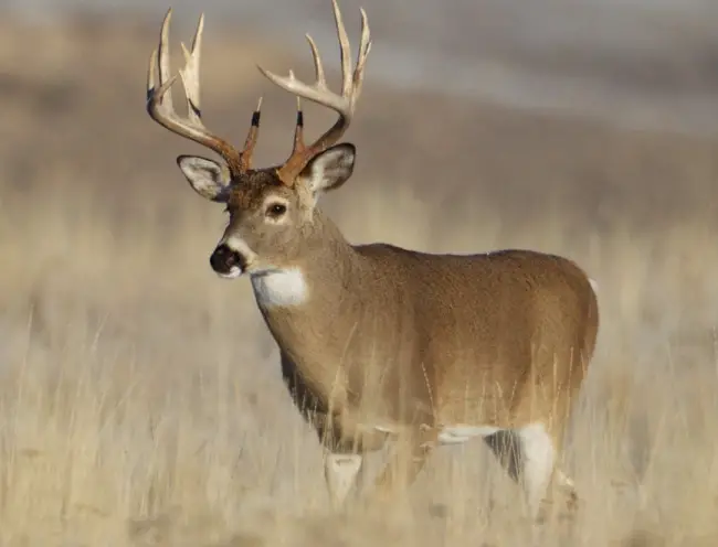 White-tail deer