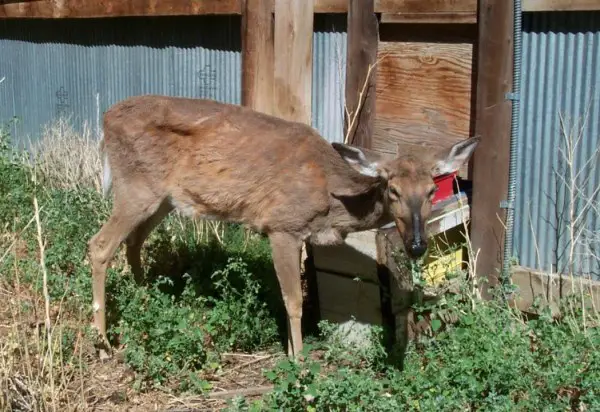 chronic wasting disease in deer