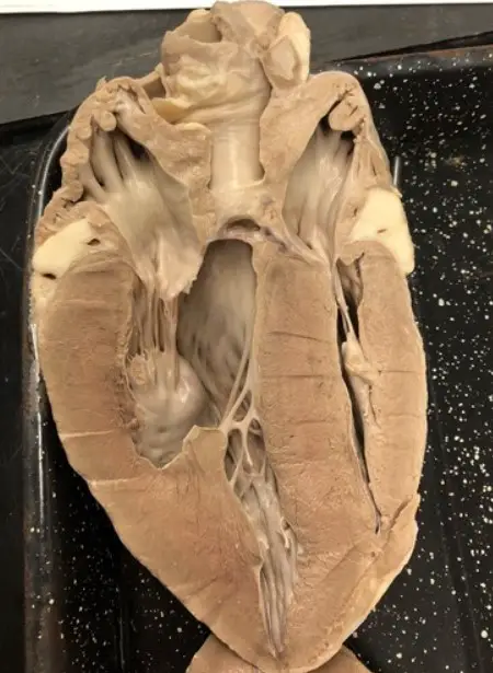 cow heart