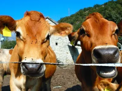 Cattles behind electric fence 