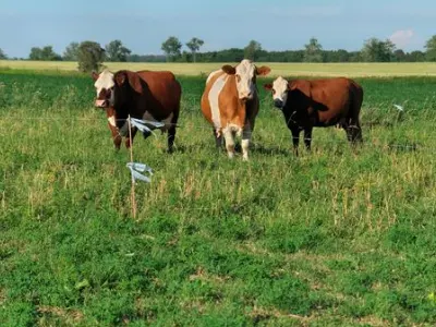 cows in field