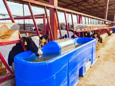 cow drinking out of waterer