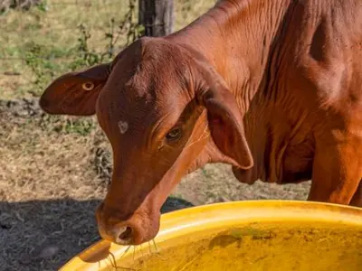 Cow Drinking water in a yellow waterer