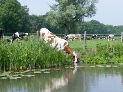 Cow Drinking Water out of pond