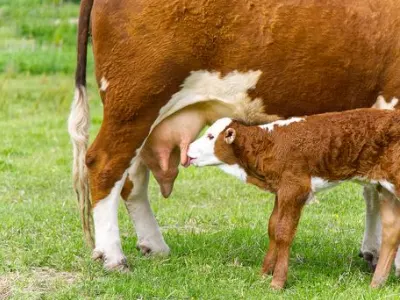 Drinking milk from mother cow