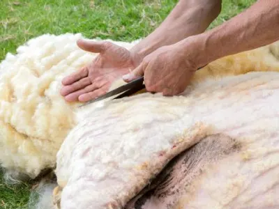 Trimming sheep's coat is easier with these trimmers.
