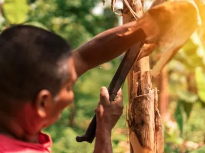 using a machete to clear brush