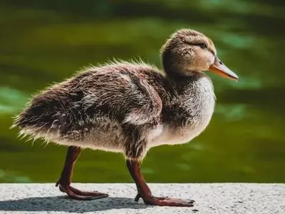 duck up close standing