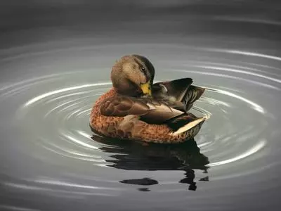 duck swimming in pond