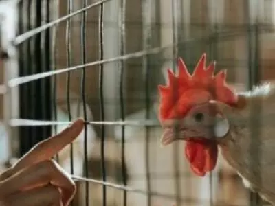 chicken in cage