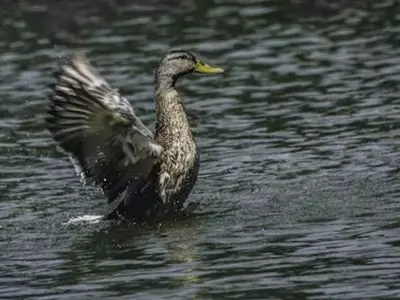 Duck in water flailing wings