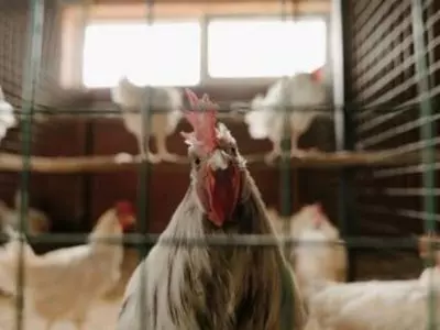 Chickens through a chicken coop