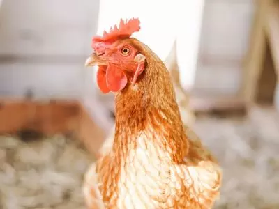close up of chicken