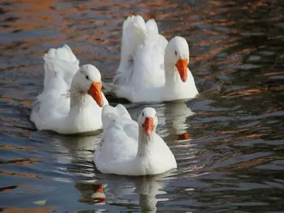 Three geese swimming in water