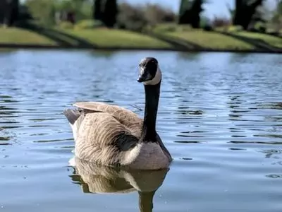 goose swimming 