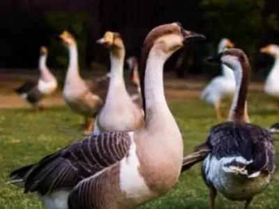 group of ducks