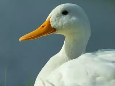 close up of duck