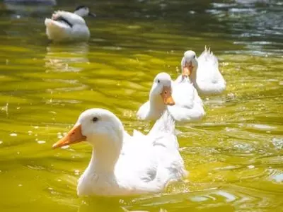 duck swimming in the water