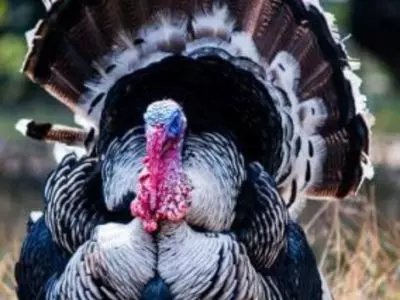 Up close photo of a turkey