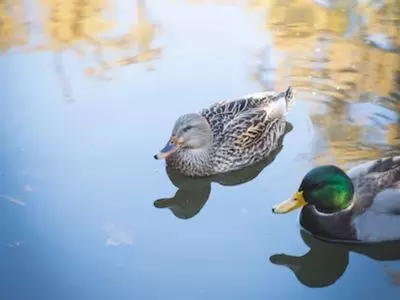 two ducks swimming