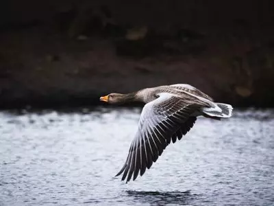 goose flying over water