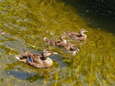 Ducks swimming in pond 