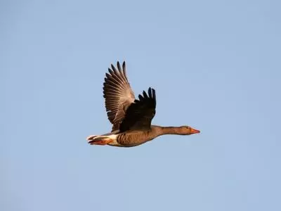 goose flying in air