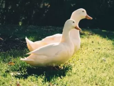 Two white ducks walking together