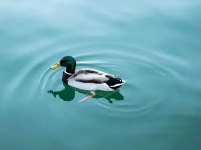 One duck swimming in the water