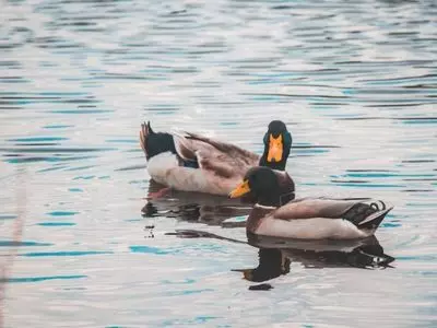 ducks swimming in water