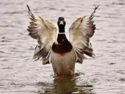 Duck flailing wings in the water