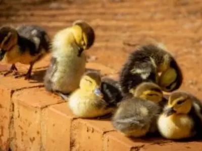 Ducklings sitting on a brick wall