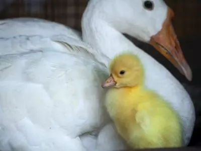 Mother duck with its duckling