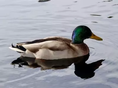 Mallard drake in the water