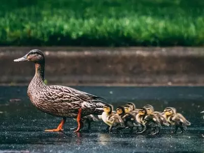 Mama duck with her ducklings following 