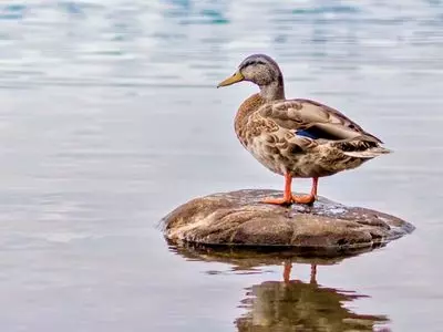 Duck standing on a rock in the water.