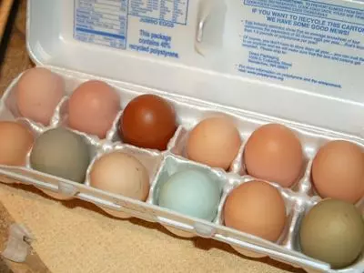 A dozen eggs in a carton