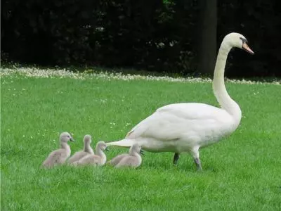 swan with babies