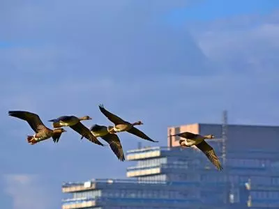 geese flying in air
