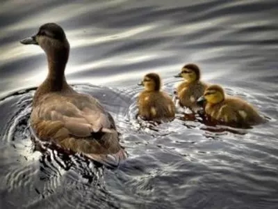 adult duck swimming with baby ducks
