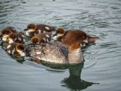 How-Long-Can-Ducks-Go-Without-Water