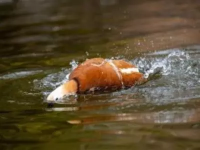 Duck dunking head in water