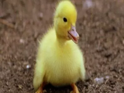How long do ducks sit on eggs to hatch?