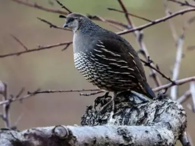 how long do quails live