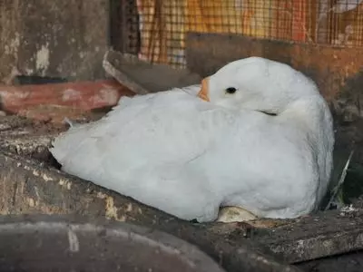 Duck sitting on her eggs