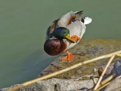 duck on a rock