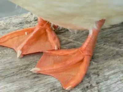 Two duck feet and legs up close